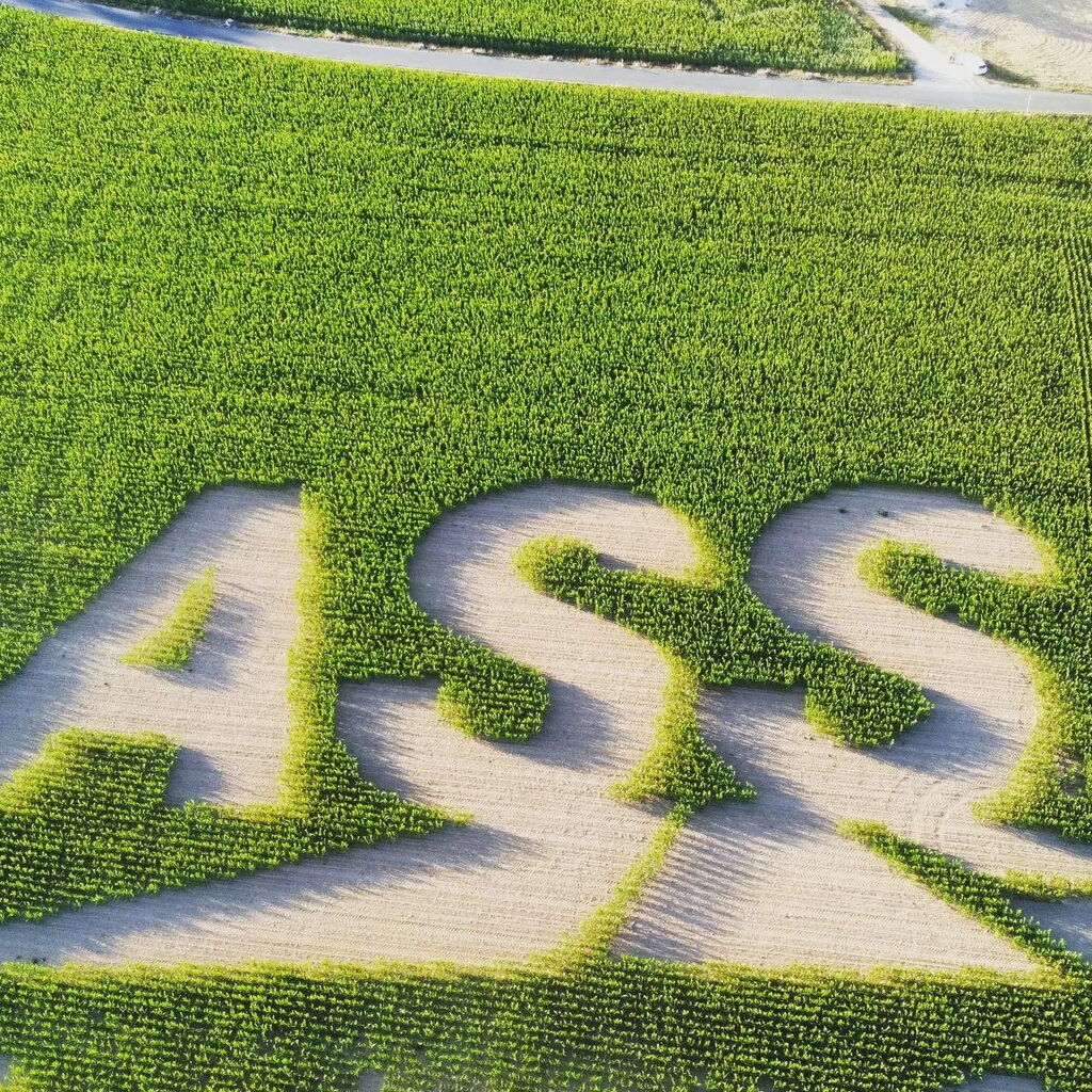 ASS-Logo im Maisfeld